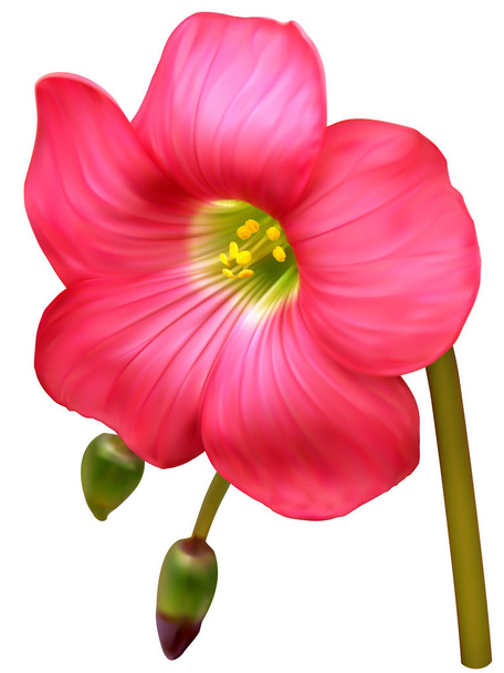 Lucky clover květ - Vektor, obrázek