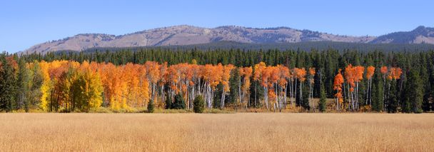 Autumn Panorama - Photo, Image