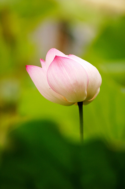 Rosafarbene Lotusblume blüht im Sommer im Teich - Foto, Bild