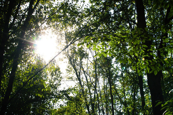 zomer zonnige bos bomen  - Foto, afbeelding