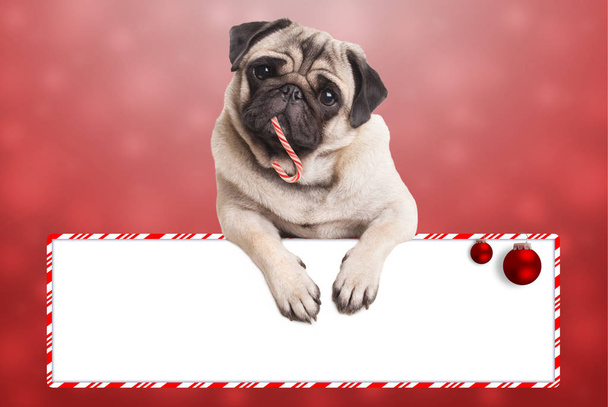 cute pug puppy dog eating candy cane for christmas, hanging on blank sign on red background  - Φωτογραφία, εικόνα