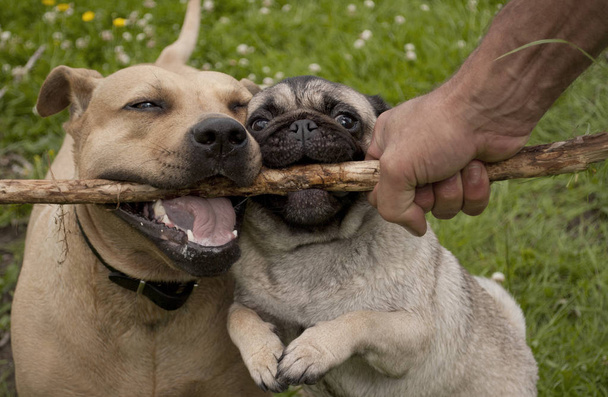 onnellisia iloisia koiria, pitbull ja mopsi pentu koira, pelaa noutaa puistossa
 - Valokuva, kuva
