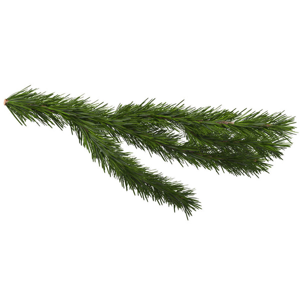 fir branch isolated on white, 3d illustration - Photo, Image