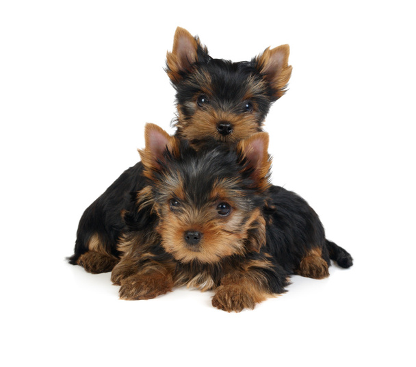 twee puppies van de yorkshire Terriër - Foto, afbeelding