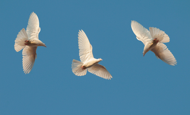 Три белых голубя летают в небе
 - Фото, изображение