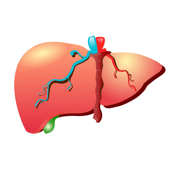Human liver   isolated on white background - Wektor, obraz