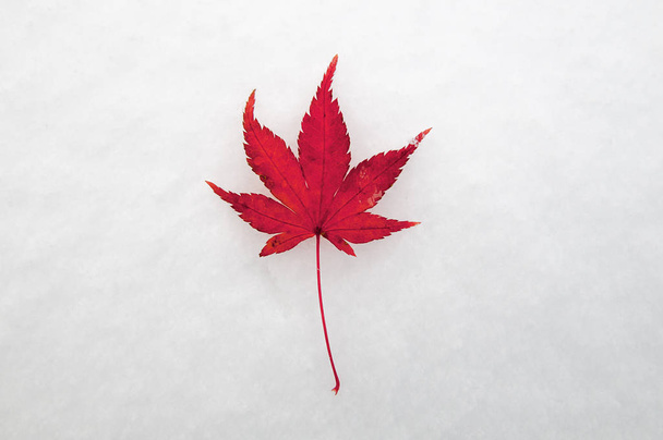 Red maple leaf on a snow in early winter. - Foto, afbeelding