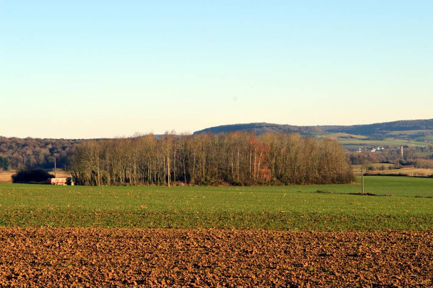 Plowed field and young thumb with a grove  - Photo, Image