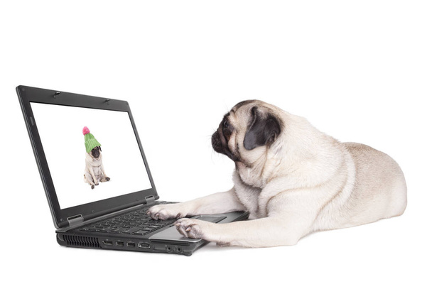 cute pug puppy dog looking at pictures on laptop, isolated on white background - Photo, Image