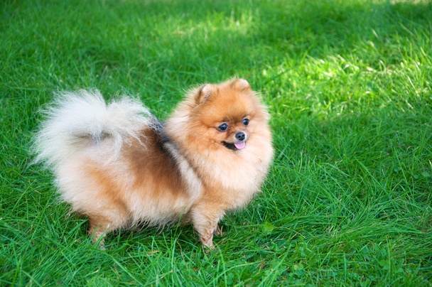 Spitz, Pomerania perro en el parque de la ciudad
 - Foto, imagen