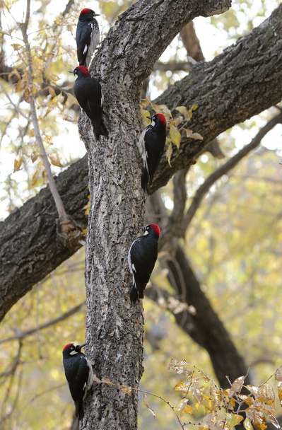 Makk harkályok egy fa egy csoportja - Fotó, kép