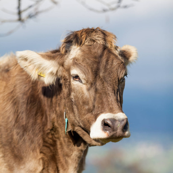 Portrait cow.  Cow Farm. Close Up Of Cows Head Grazing At Field - Foto, immagini