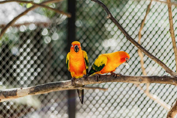 Piękne kolorowe papugi, Sun Conure (Aratinga solstitialis), s - Zdjęcie, obraz