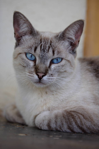 macska -val kék szem - Fotó, kép