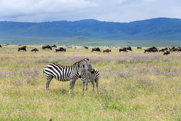 Mamma zebra e il suo puledro pascolano su prati lussureggianti
 - Foto, immagini