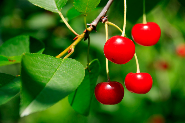 食欲をそそる明るい赤いサクランボの枝 - 写真・画像