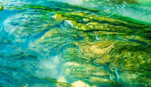 Algas verdes sob a água azul extraída pelo fluxo
 - Foto, Imagem
