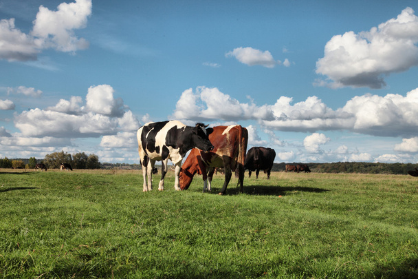 Vacas en pastos
 - Foto, Imagen