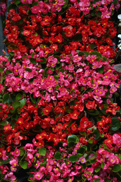 bloemen in de tuin - Foto, afbeelding