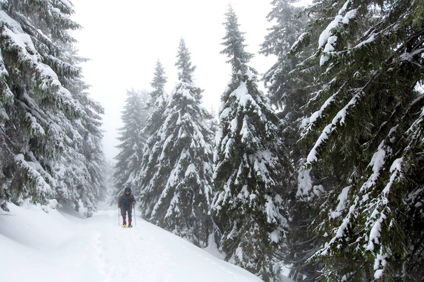 Man is hiking in winter forest on cloudy day - Фото, изображение