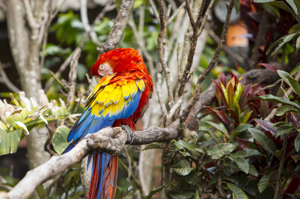 Guacamayo pájaro aseo sí mismo mientras está sentado en un árbol
 - Foto, Imagen