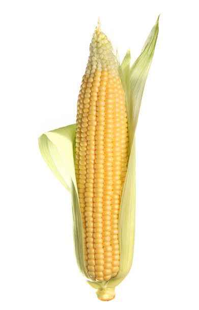 Corn isolated - Photo, Image