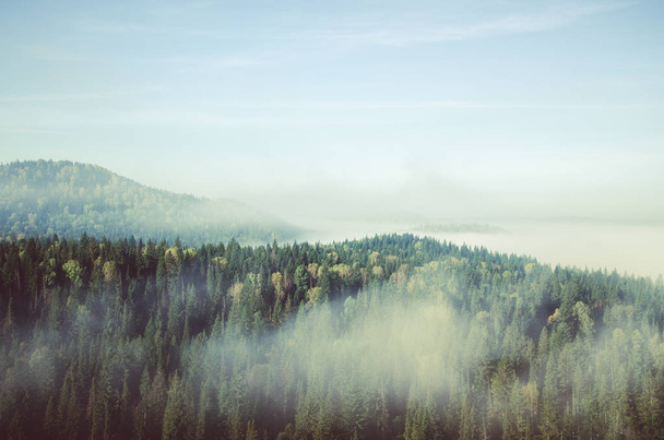 thick fog covered with thick coniferous forest. forest with a bird's eye view . coniferous trees, thickets of green forest. fog covered with thick coniferous forest. - 写真・画像