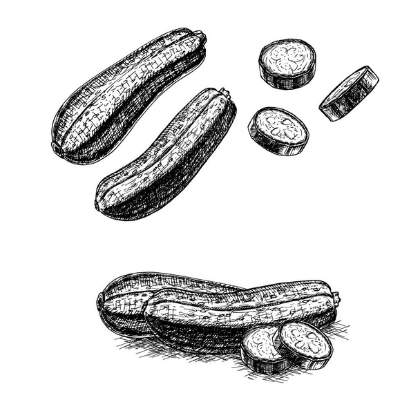 Hand drawn set of zucchini. Vector sketch - Διάνυσμα, εικόνα