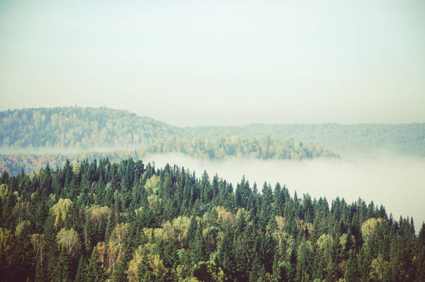 thick morning mist in coniferous forest. coniferous trees, thickets of green forest. - Foto, afbeelding