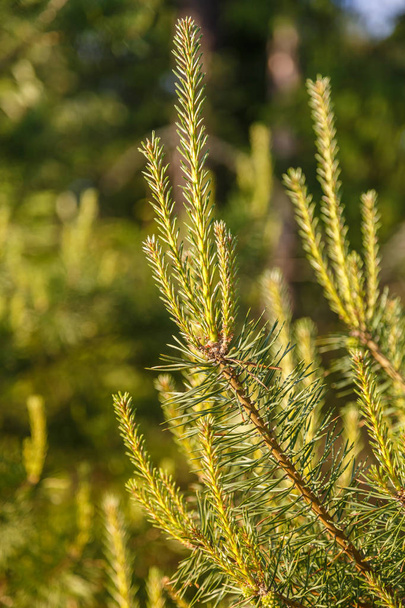 The branch of a pine with young sprouts on a background of green forest - Foto, Imagen