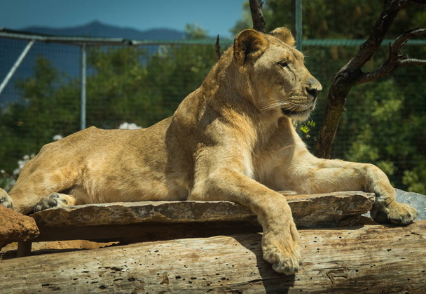 Close-up portrait of a lioness resting on a log - Fotó, kép