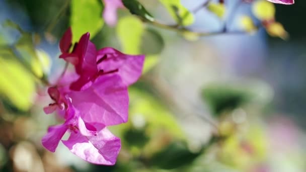 美しいブーゲンビリアの花や紙の花をクローズ アップ - 映像、動画