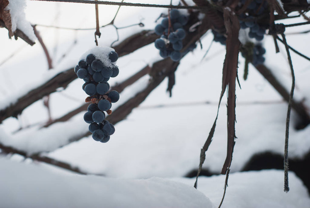 winnice w zimie, - Zdjęcie, obraz