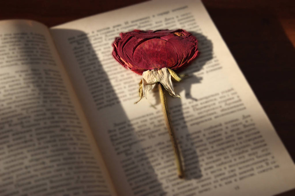 dry rose book - Foto, Imagem