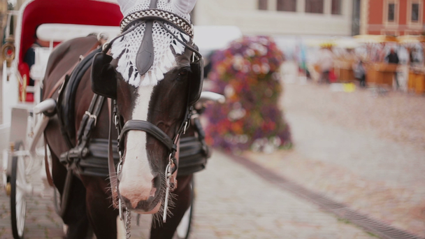 eine Nahaufnahme eines Pferdes, das zu einer wunderschönen Festkutsche gespannt ist, die auf einem gepflasterten Platz steht. - Filmmaterial, Video
