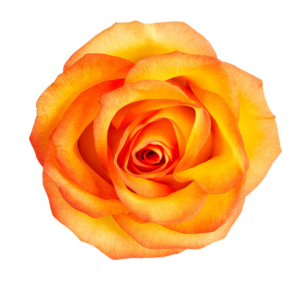 Bud of yellow roses - Fotó, kép