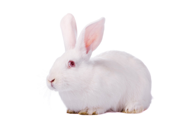 Conejo blanco joven tímido aislado sobre fondo blanco
 - Foto, imagen