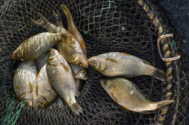 Taze sazan balık içinde belgili tanımlık kafes - Fotoğraf, Görsel