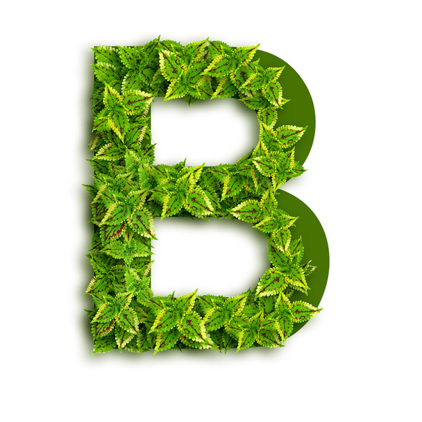 Letter B With Leaves - Foto, imagen