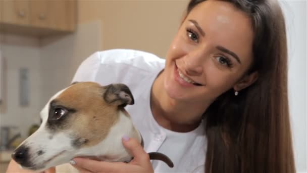Ženské veterinární lékař změní psi hlavu - Záběry, video