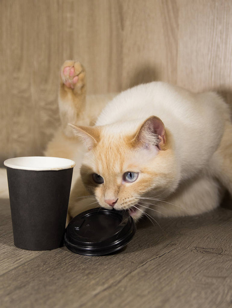 λευκό νεαρή γάτα με ένα φλιτζάνι καφέ παίζει, κουρασμένος, ποτά, χτύπησε πάνω από το άδειο ποτήρι το πρωί πριν από την εργασία - Φωτογραφία, εικόνα