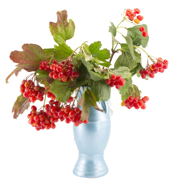 Branch with red berries of a guelder-rose in a vase - Фото, изображение