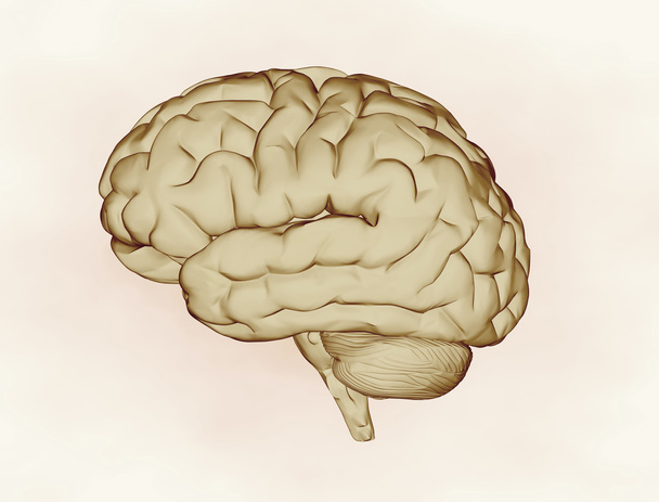 x - ανθρώπινος εγκέφαλος ray - Φωτογραφία, εικόνα