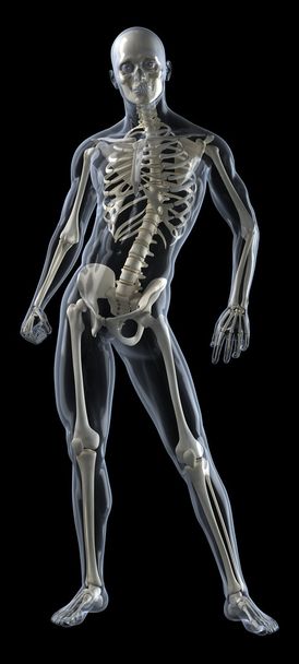 vollständiger menschlicher Körper medizinischer Scan - Foto, Bild