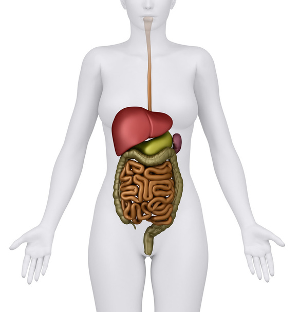 Anatomie des organes du système digestif féminin - vue antérieure
 - Photo, image
