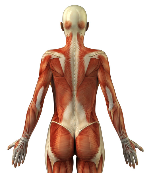 女性の筋肉系の解剖学 - 写真・画像