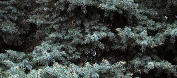 blue spruce - Foto, imagen