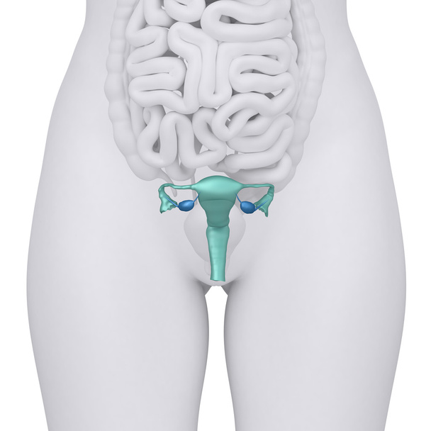 Anatomía del sistema reproductivo femenino vista anterior
 - Foto, imagen
