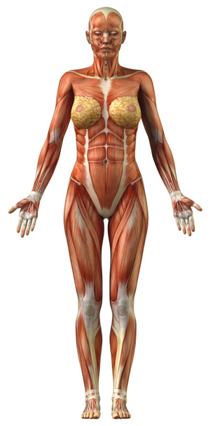 ανατομία της γυναικείας μυϊκό σύστημα - Φωτογραφία, εικόνα