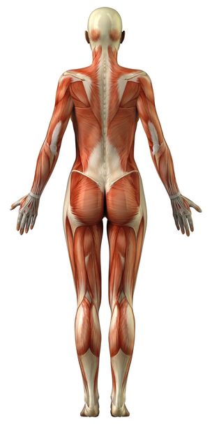 女性の筋肉系の解剖学 - 写真・画像